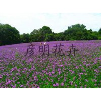 青州市彦明花卉苗木种植专业合作社